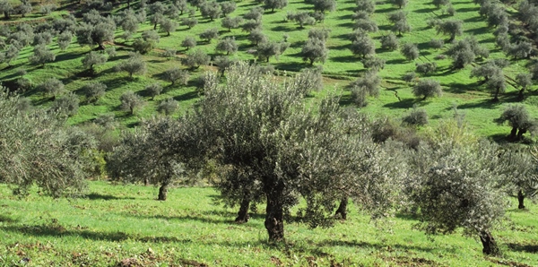 XYLELLA, MERCURI: COMPORTAMENTO FRANCIA INCOMPRENSIBILE E SPROPORZIONATO